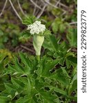 Small photo of close up of sweet cicely plant along Cowell-Purisima Trail