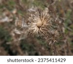 Small photo of close up of the cardoon plant, the artichoke thistle in the field