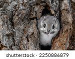 Image Of A Flying Squirrels.