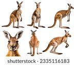 Kangaroo  many angles and view...