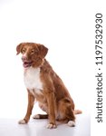 Small photo of Red-haired dog isolated on white background. Nova Scotia Duck Tolling Retriever, Toller