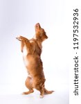 Small photo of Red-haired dog isolated on white background. Nova Scotia Duck Tolling Retriever, Toller