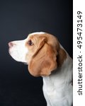 Beagle Portrait On A Dark...