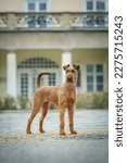 Small photo of Irish terrier dog show champion bitch top winning portrait