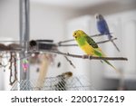Small photo of Cute couple of birds in love, shell parrot, zebra parrot, trill parakeet, budgerigar are sitting on branches at home. Yellow, green, blue and gray