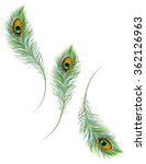 Peacock Feather Collection