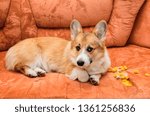 Small photo of ill-mannered prankster red dog puppy Corgi with bad behavior lying on the couch and made a hole and tore the upholstery with foam