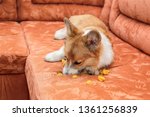 Small photo of ill-mannered naughty redhead dog puppy Corgi with bad behavior lies on the couch and made a hole and tore the upholstery