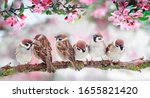 Natural Background With Birds...