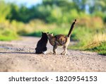 Two Loving Cats Sit On The Road ...