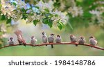 Flock Of Small Sparrow Chicks...