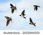  Set Of Birds Village Swallows...