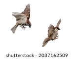 Two Bird Sparrows Fly With...