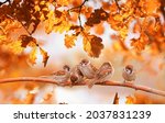 Bright Autumn Background With...