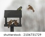 Flock Of Small Birds Sparrows...