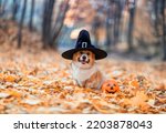 Small photo of cute corgi dog in fancy black hat sitting in autumn park with pumpkin for halloween