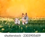 Small photo of fluffy friends cat and dog corgi run through a sunny meadow on the grass on a spring day