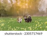 Small photo of fluffy friends cat and dog run through a sunny meadow on the grass on a spring day
