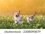 Small photo of a cute corgi dog and a fluffy cat run through the green grass in a sunny spring meadow