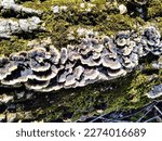 Turkey Tail Fungus On A Log