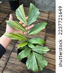 Caryota Mitis Variegata , A stunning variegated form of the fishtail palm from Thailand that comes true from seed. It is as easy in cultivation as the regular Caryota mitis and will do well as a potte