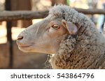 Close-up of side view of a sheep's face
