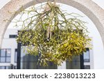 Mistletoe hangs from an archway as a lucky charm symbol