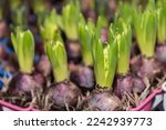Small photo of Garden hyacinth - growth and development of the flower bulbs, herald of spring