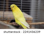 Lutino, yellow budgie male, parakeet 