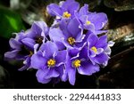 African violet flowers (Saintpaulia),  Close-up, Blossoming and Macro photo of african violet flowers.