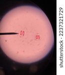 Small photo of Cell Meiosis Telophase II from microscope