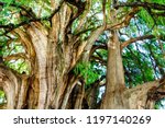 Small photo of The Tree of Tule. ("El Arbol del Tule" in Spanish) is a tree located in the town center of Santa Maria del Tule in the Mexican state of Oaxaca.It has the stoutest trunk of any tree in the world.