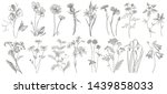collection of hand drawn... | Shutterstock . vector #1439858033