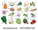 sketch of different vegetables. ... | Shutterstock .eps vector #1873483729