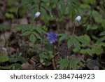 Small photo of Flowering of common hepatica, liverwort, (Hepatica nobilis) Bialowieza Forest, Poland. Small purple flowers with purple pistils.