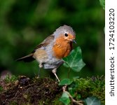 Small photo of Scraggy Robin with ruffled feathers