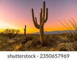 Saguaro Cactus in Saguaro National Park Arizona at sunrise