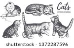 Collection Of Cats Hand Drawing....