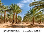 Plantation Of Date Palms...