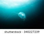 Jellyfish (aequorea victoria) in deep sea. Actual under water Photo. 25 meters depth. Japan sea, Far East