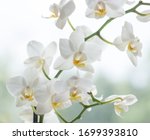 Macro photo of white orchid....