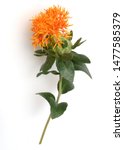 Small photo of Carthamus safflower, is a thistle with orange flowers. It is an important medicinal plant and a fawn plant and is used in medicine.