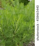 Small photo of Artemisia, abrotanum; Fragrance herb