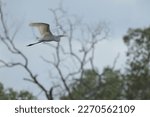 A View Of A Flying Egret