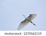 A View Of A Flying Egret