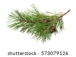 Pine tree branch and cones...