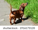 Dachshund. Funny Red Haired...