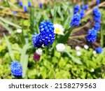 Blue Muscari Flowers In The...