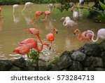 A Flock Of Flamingos Looking...