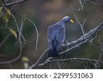 African Olive Pigeon In The...